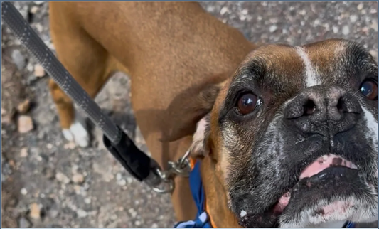 Boxer dog looking up during a hike, the first dog I shared hiking adventures with at the Humane Society.