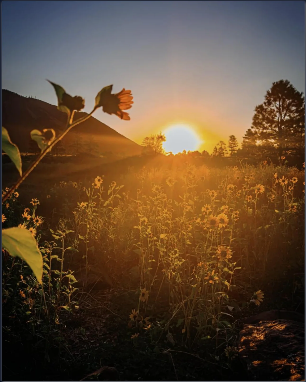 Warm sunrise glowing over a field of wildflowers with silhouetted trees and mountains in the distance.