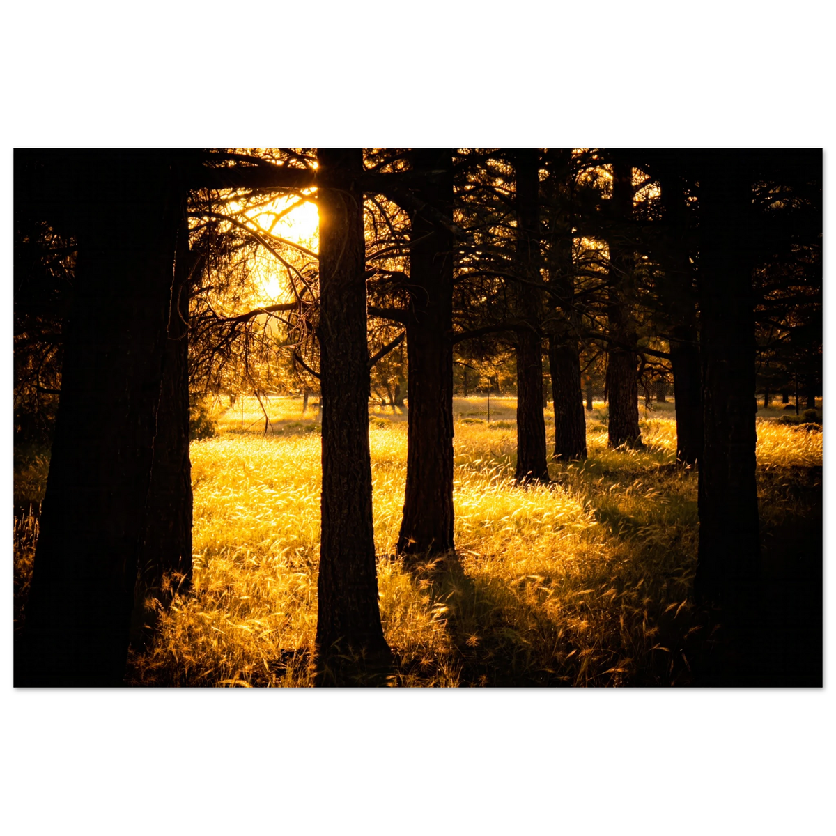 Golden evening sunlight glowing through pine trees at Buffalo Park in Flagstaff Arizona