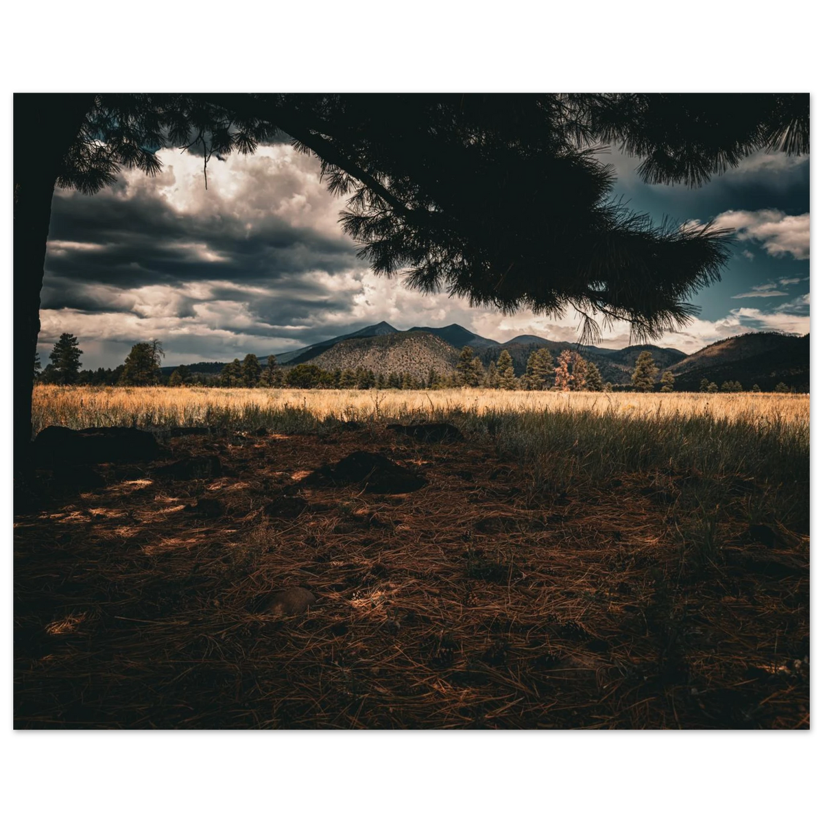 8ef4d113-b943-4126-91f6-eb72638286e1
